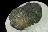 Bargain, Austerops Trilobite - Visible Eye Facets #171546-4
